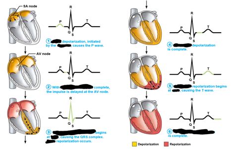 Sequence of depolarization & repolarization Diagram | Quizlet