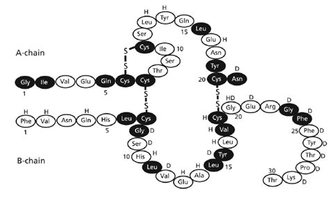 Novolin N (Insulin Isophane): Side Effects, Uses, Dosage, Interactions ...