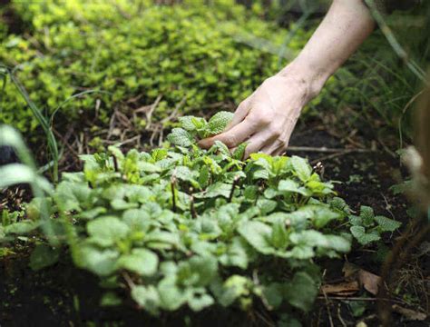 Edible Ground Cover Plants | Kellogg Garden Organics™