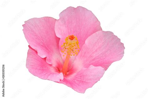 Hawaiian hibiscus flower isolated Stock Photo | Adobe Stock