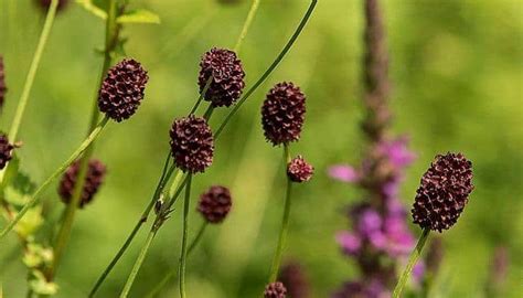 Great Burnet Uses and Benefits as a Medicinal Herb