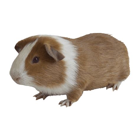 Guinea Pig PNG Images (Transparent HD Photo Clipart) | Guinea pigs, Pig png, Pig drawing