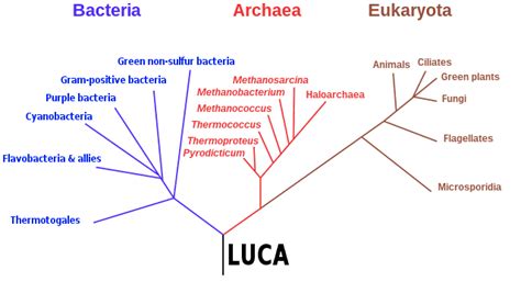 Last universal common ancestor - Wikiwand