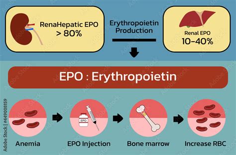 Erythropoietin (EPO) production from kidney , liver and Injection , vector illustration Stock ...