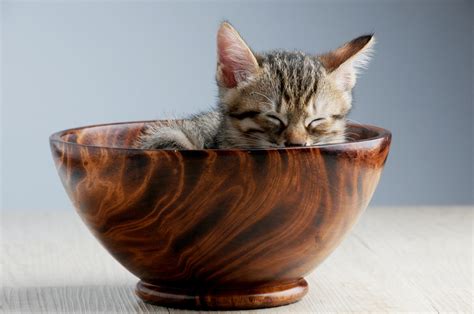 Cat_in_Bowl_1200x1200.jpg?v=1510108317