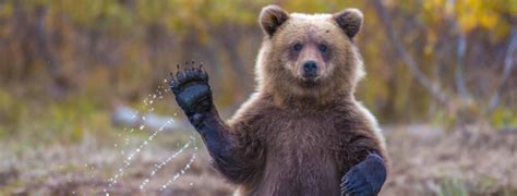 Brown Bear | Diet, Habitat, & Facts - Zoological World