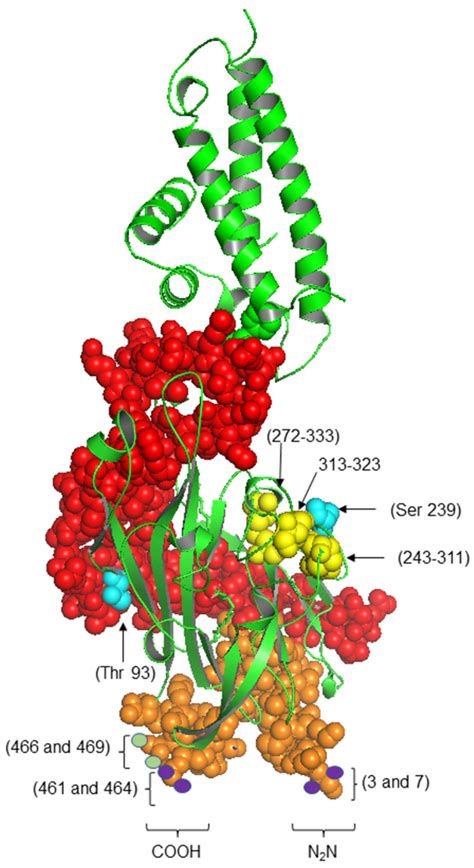 Three-dimensional structure of FAT/CD36 protein. The image represents... | Download Scientific ...