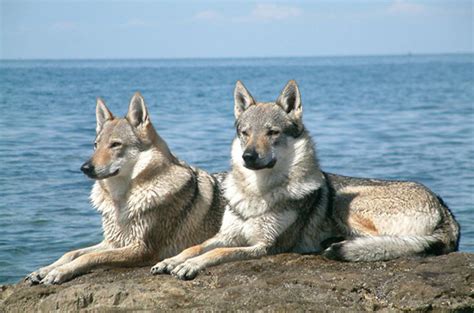 11 Best Wolf Dog Breeds - PetHelpful