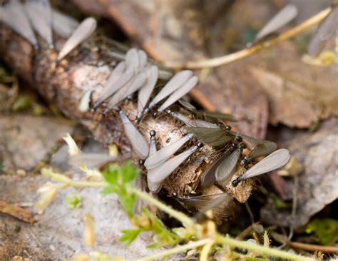 Termite Swarmers in San Diego County — GC Termite Control Articles