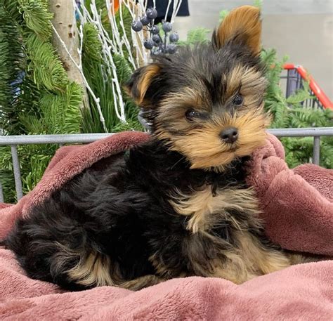 Teacup Yorkie Breeders - Photos All Recommendation