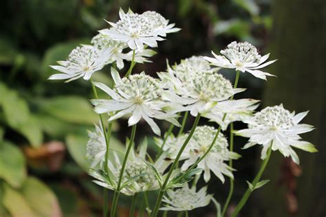 Astrantia major subsp. involucrata 'Moira Reid' – Ballyrobert Gardens