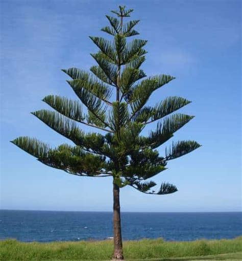 Norfolk Island Pine | Garden View Landscape, Nursery & Pools