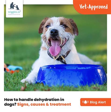 How To Handle Dehydration In Dogs? Signs, Causes & Treatment – Wiggles.in