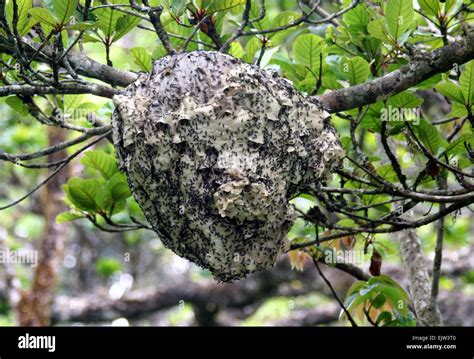 Weaver Ant Nest High Resolution Stock Photography and Images - Alamy