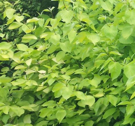 Cornus alba 'Aurea' - Farmyard Nurseries