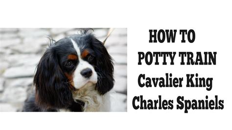 How To Easily House Train Cavalier King Charles Spaniels - YouTube