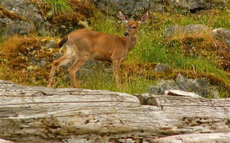 Vancouver Island Wildlife Snapshot - Wildcoast