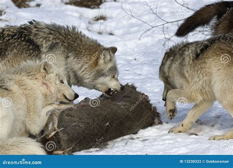 Wolf Pack Behavior Stock Photography - Image: 13230322