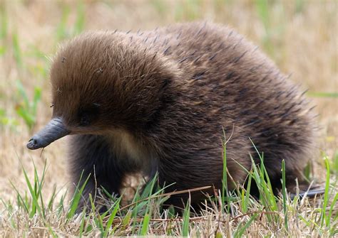 Baby Echidna. | orphaned apparently and living behind the ar… | Flickr