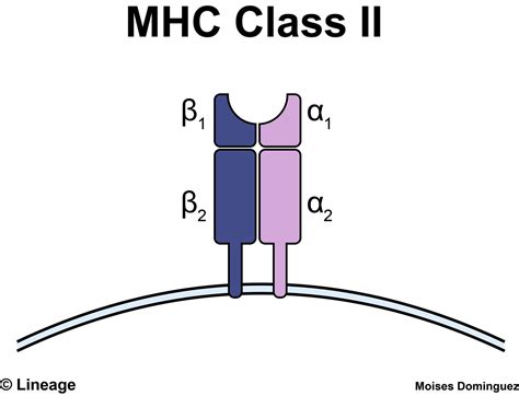 Structure and Function of MHC - Immunology - Medbullets Step 1