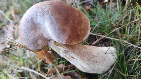 edible bolete? : r/mycology