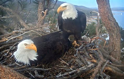 First Big Bear bald eagle baby of 2021 hatches as the world watches ...