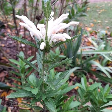 Leonotis Leonurus 'Alba'- 20 Seeds - White Lion's Tail or Lion's Ear