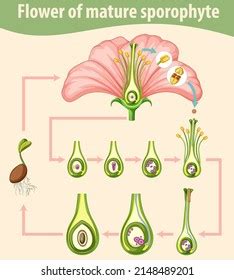 Diagram Showing Flower Mature Sporophyte Illustration Stock Vector ...