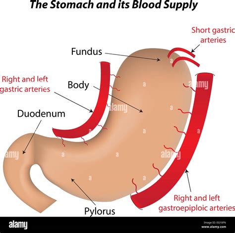 Gastric Vascular Anatomy