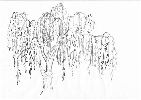 Weeping willow tree clipart 20 free Cliparts | Download images on Clipground 2024