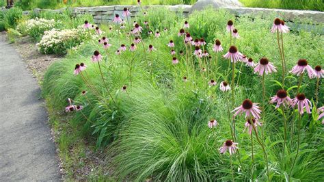 new jersey tea landscaping | Prairie Dropseed, New Jersey Tea, and Pale Purple Coneflower for a ...