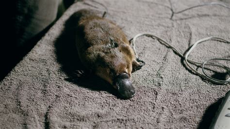 Juvenile platypus found in NSW: a sign of breeding success