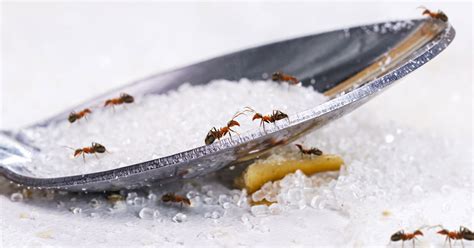 Ants Control, Treatment & Removal Services | Moyer Pest