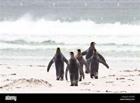 King penguin, falkland islands Stock Photo - Alamy