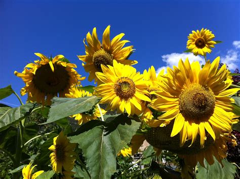 Tournesols Plants, Sunflowers, Plant, Planets