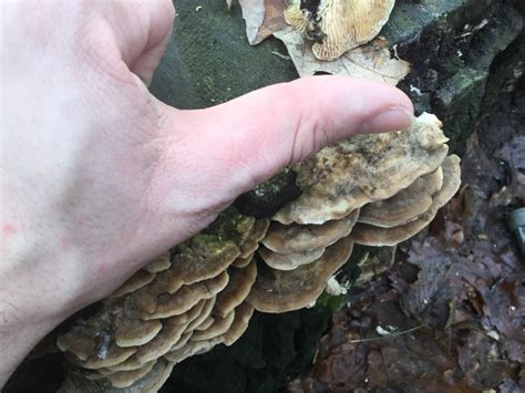 species identification - What is this fungus growing on tree stumps? - Biology Stack Exchange