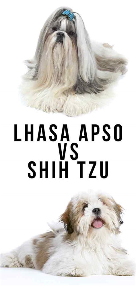 Lhasa Apso vs Shih Tzu – Do You Know How to Tell Which Is Which?