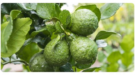 Citrus Bergamot For Cholesterol | The Botanical Institute