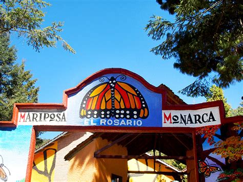 Santuario de la Mariposa Monarca Michoacán