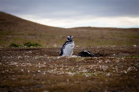 Punta Arenas Penguins in Magdalena Island - Sweet Little Journey