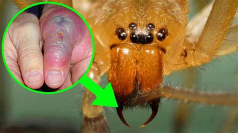 Most VENOMOUS Spiders Around The World! - YouTube