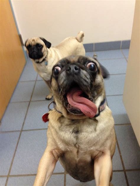 two pug dogs are sitting on the floor and one is sticking its tongue out