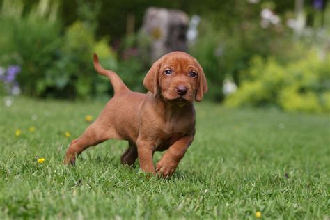 Vizslas: Superior at first, but docile, gentle at heart and prone to stick to you like glue ...