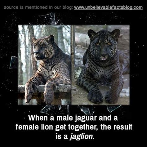 A jaglion is a hybrid between male jaguar and lioness. | Cute animals ...