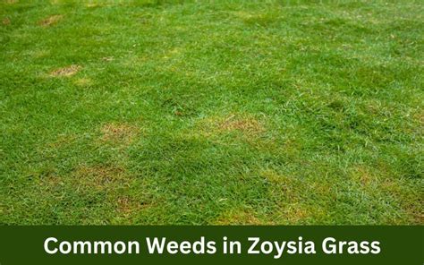 Common Weeds in Zoysia Grass (Beware of These 10)