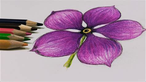 Periwinkle Flower Drawing