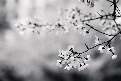 Black-and-white, flowers, branch, cherry blossom HD wallpaper | Wallpaper Flare