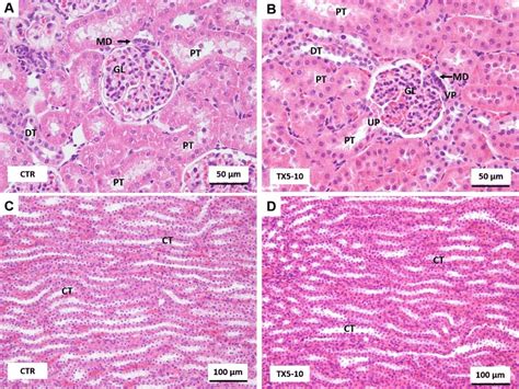 Light microscopy photomicrographs of H&E stained sections of the... | Download Scientific Diagram