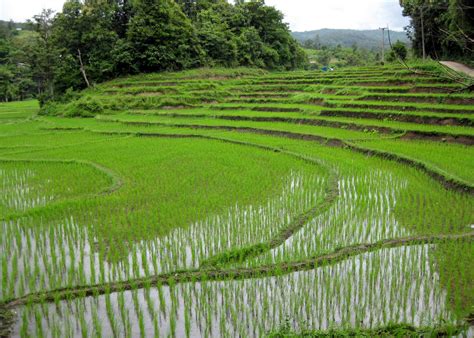 File:Rice fields Chiang Mai.jpg - Wikipedia