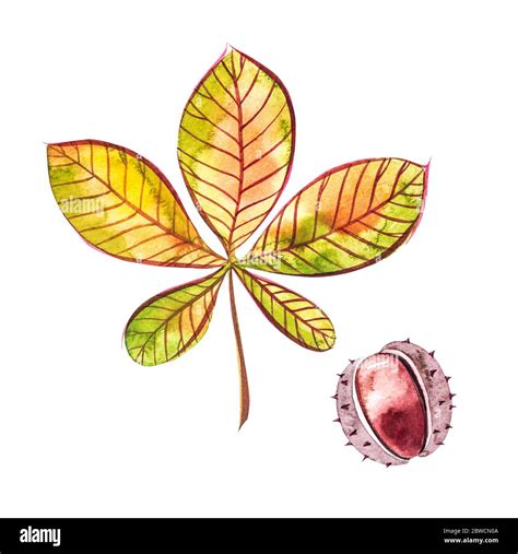 Chestnut leaf drawing hi-res stock photography and images - Alamy